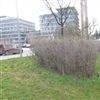 Kácení dřevin