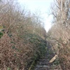 Kácení dřevin z důvodu výstavby tramvajové tratě